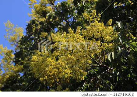 台灣木源寺之花（2020年10月上旬拍攝於沖繩縣南城市） 112719168