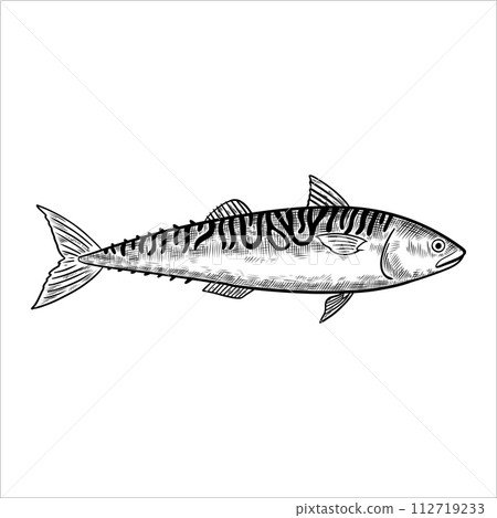 Mackerel fish. Isolated design element. Vector illustration in black and white engraving style. Mackerel fish. Isolated design element. Vector illustration in black and white engraving style. 112719233