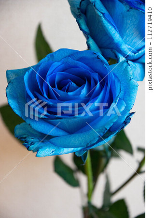 Blue rose 112719410