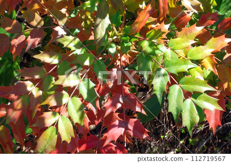 Beautiful leaves 112719567