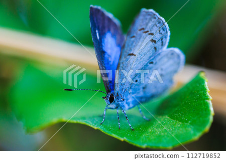 Close-up of a butterfly with blue wings perching on a leaf Close-up of a butterfly with blue wings perching on a leaf 112719852