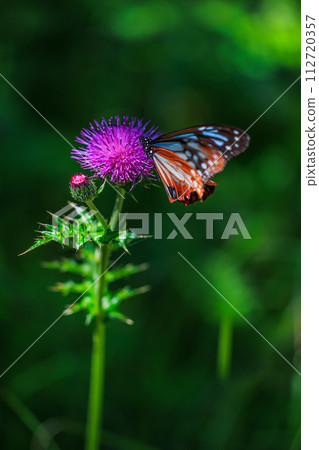 蝴蝶棲息在薊花上 112720357