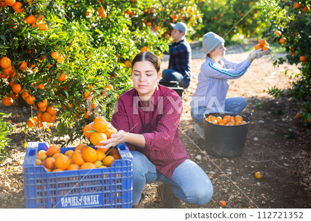 Portrait of female workers picking mandarins in box on farm 112721352