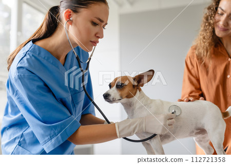Focused female vet examines dog with stethoscope, owner assists Focused female vet examines dog with stethoscope, owner assists 112721358