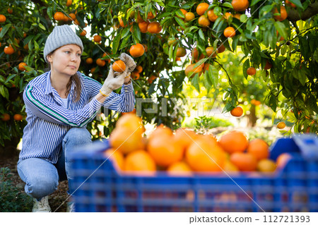 Skilled female gardener gathering crop of ripe tangerines fruits in orchard 112721393
