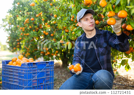 Concentrated European young male picking ripe organic mandarins in plastic container box in orchard or on farm 112721431