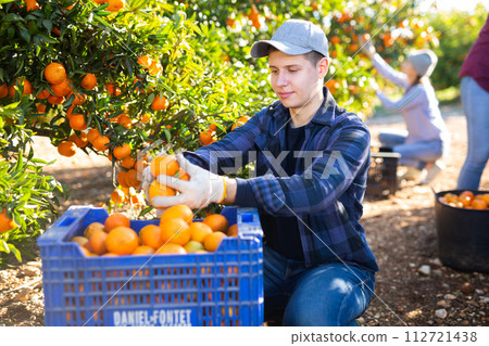 Focused busy young man farmer worker harvesting local ripe tangerines in garden during sunny day 112721438