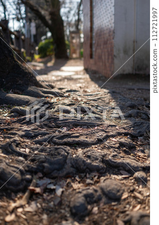 Wavy tree roots illuminated by the morning sun 112721997