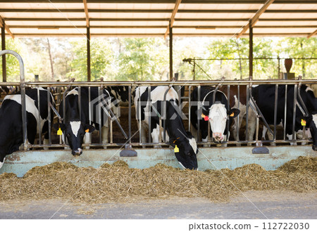 View of a livestock farm with cows in stalls View of a livestock farm with cows in stalls 112722030