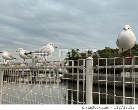 海鷗在河岸上休息翅膀 海鷗在河岸上休息翅膀 112722192