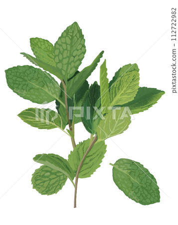 香草（薄荷） 112722982