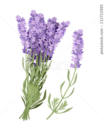 lavender 112722985