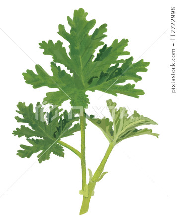 草本植物（天竺葵） 112722998