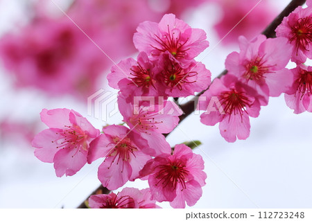 Kanhizakura, the scarlet cherry blossoms that color Okinawa's winter. Photographed in Itoman City, Okinawa Prefecture in early February 2020. 112723248