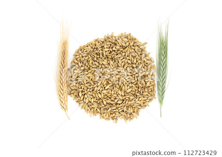 Barley seeds with the outer husk ears over white Barley seeds with the outer husk ears over white 112723429
