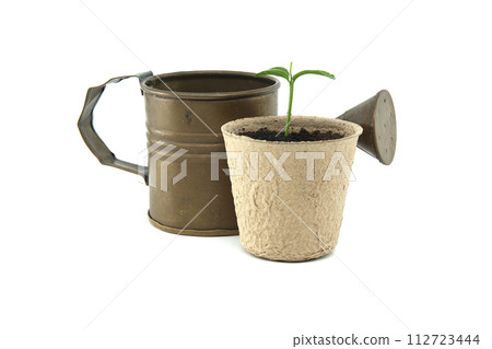 Seedling potted in biodegradable pot near vintage watering can 112723444