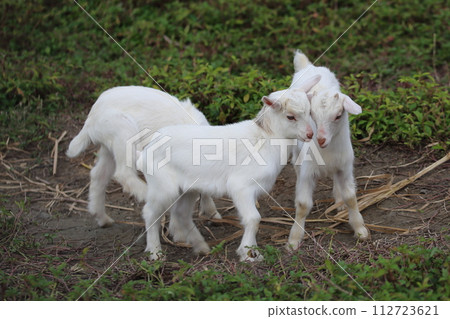 Baby goat, a major livestock in Okinawa 112723621