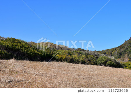 Taito seaside plant community Taito seaside plant community 112723636