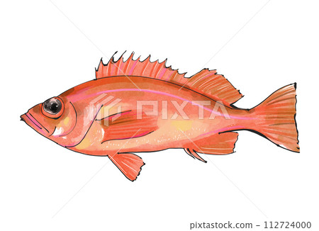 紅色的魚水彩插圖 112724000