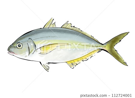 條紋竹莢魚手繪插圖 112724001