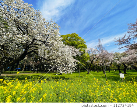 Japanese cherry blossoms in full bloom on a fresh green lawn in spring season horizontal 112724194