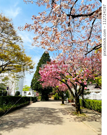 Japanese cherry blossoms variation in full bloom walkway in the garden spring season Japan Japanese cherry blossoms variation in full bloom walkway in the garden spring season Japan 112724197