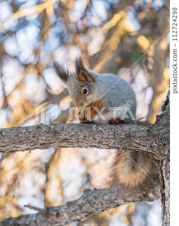 The squirrel with nut sits on tree in the winter or late autumn 112724298