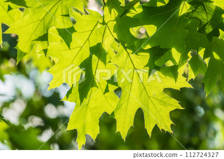 Branches of the northern red oak with green serrated leaves, summer background 112724327