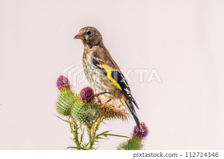 European goldfinch with juvenile plumage, feeding on the seeds of thistles. Carduelis carduelis. 112724346