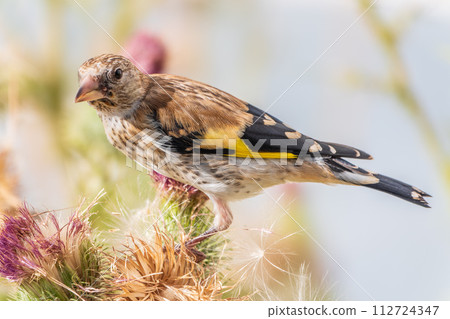European goldfinch with juvenile plumage, feeding on the seeds of thistles. Carduelis carduelis. 112724347