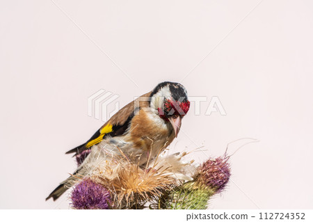 European goldfinch, feeding on the seeds of thistles. Carduelis carduelis. European goldfinch, feeding on the seeds of thistles. Carduelis carduelis. 112724352