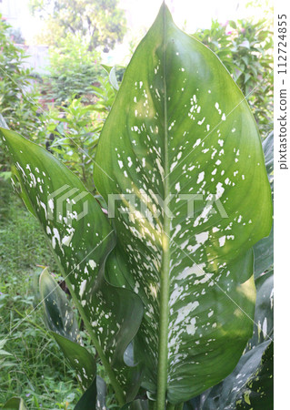 dieffenbachia seguine leaf plant on farm 112724855