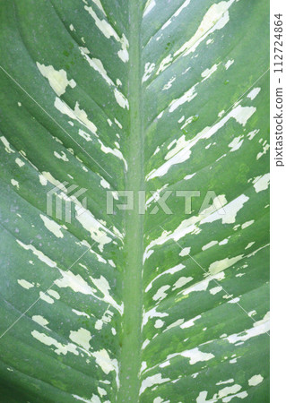 dieffenbachia seguine leaf plant on farm 112724864