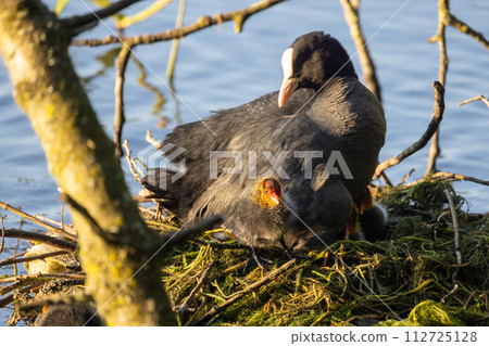 Eurasian Coot, Fulica atra, with Chick on a Nest Eurasian Coot, Fulica atra, with Chick on a Nest 112725128
