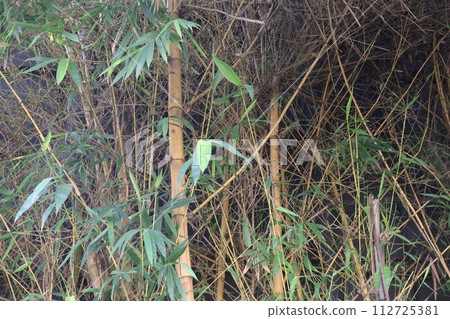 Cephalostachyum bamboo plant on farm Cephalostachyum bamboo plant on farm 112725381