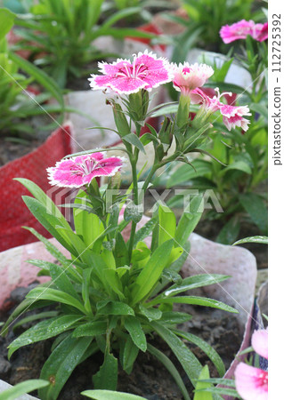 dianthus barbatus white pink flower plant 112725392