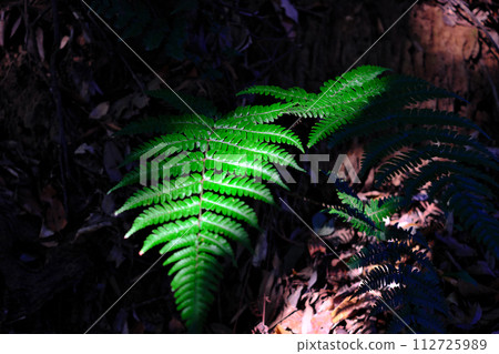 Scenery with fern 112725989