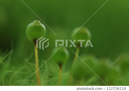 Eggplant Eggplant 112726118