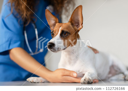 Concerned dog with vet's comforting hand in clinic 112726166