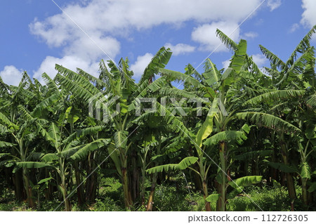 Banana cultivation in Okinawa 112726305