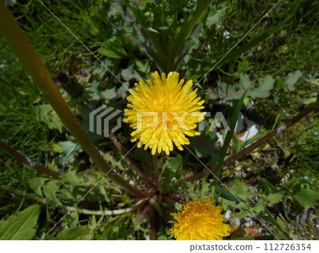 蒲公英與明亮的黃色花瓣 112726354