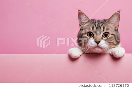 cat, love your pet day, banner, greeting card, social media, pink background 112726370