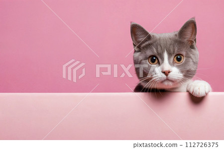 cat, love your pet day, banner, greeting card, social media, pink background cat, love your pet day, banner, greeting card, social media, pink background 112726375