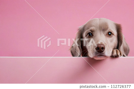 dog, love your pet day, banner, greeting card, social media, pink background 112726377