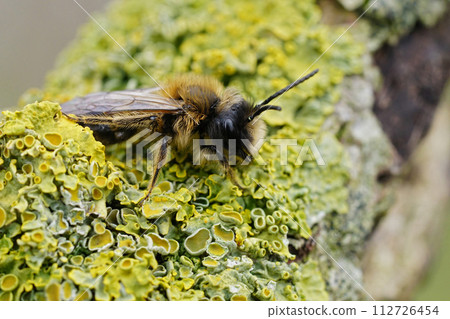 Colorful closeup on a male Large Sallow mining bee , Andrena apicata sitting on a lichen covered tree trunk 112726454