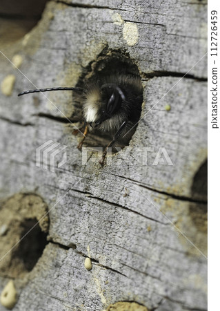 Closeup on a male European horned mason bee, Osmia cornuta , peaking out of his nest Closeup on a male European horned mason bee, Osmia cornuta , peaking out of his nest 112726459