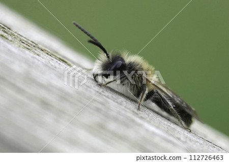 Closeup on a male of the Mellow miner mining bee, Andrena mitis sitting on wood Closeup on a male of the Mellow miner mining bee, Andrena mitis sitting on wood 112726463