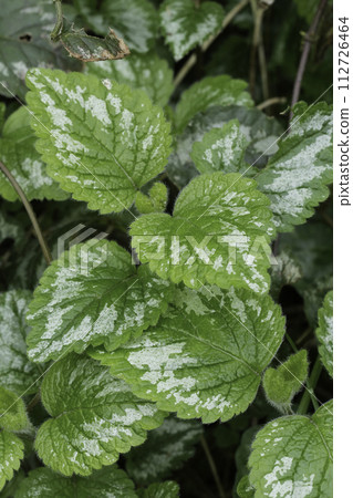 Vertical closeup on the foliage of the yellow archangel, Lamium galeobdolon in the garden Vertical closeup on the foliage of the yellow archangel, Lamium galeobdolon in the garden 112726464