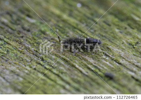 Closeup on a European small colorful slender springtail, Orchesella cincta, sitting on a piece of wood 112726465
