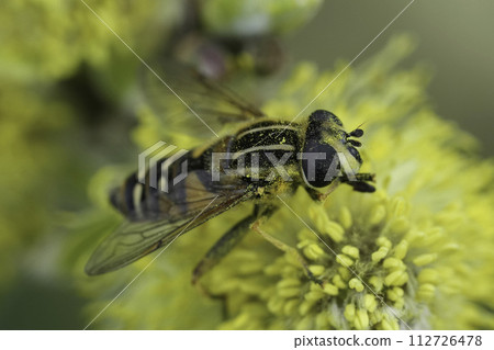 Closeup on a Hayling Billy hoverfly, Helophilus pendulus feeding 112726478